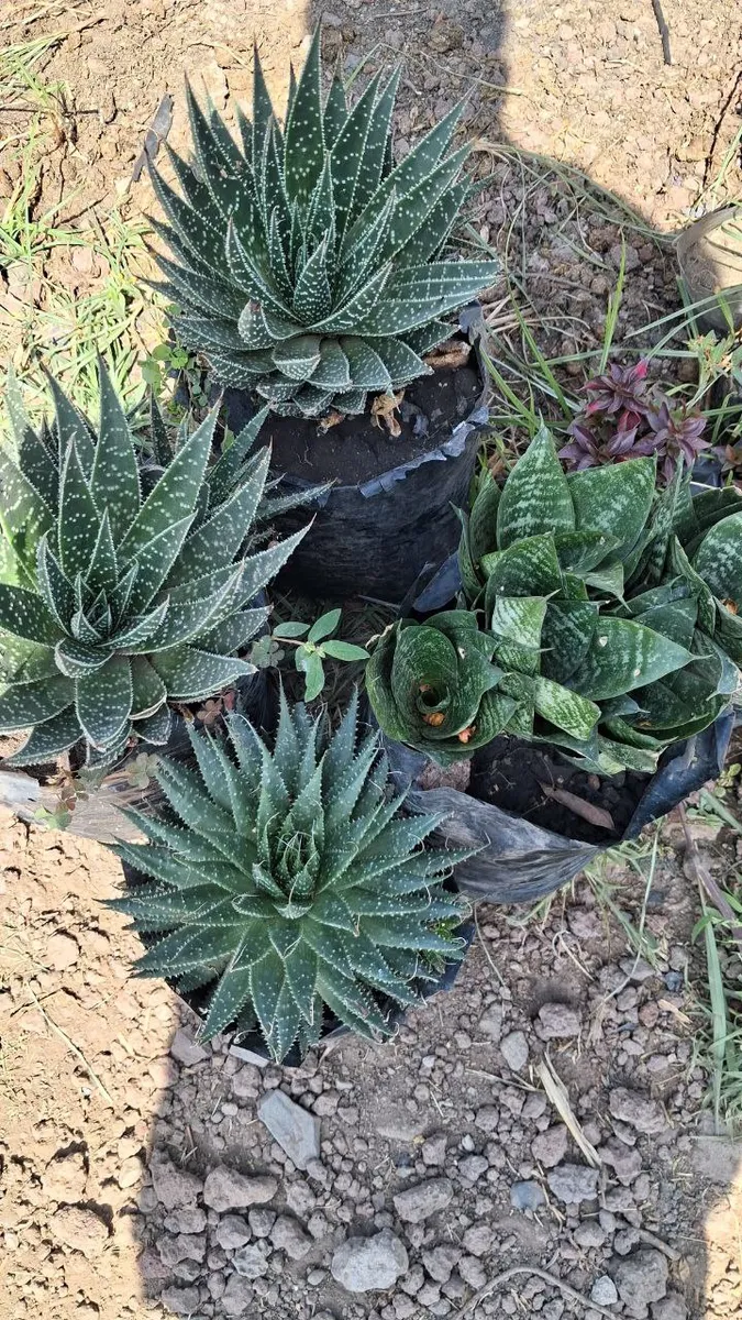 Indoor plants in pots and vases