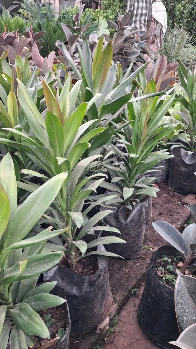 Indoor plants in pots and vases