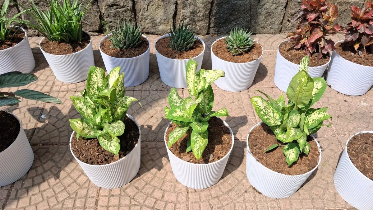 Indoor plants in pots and vases
