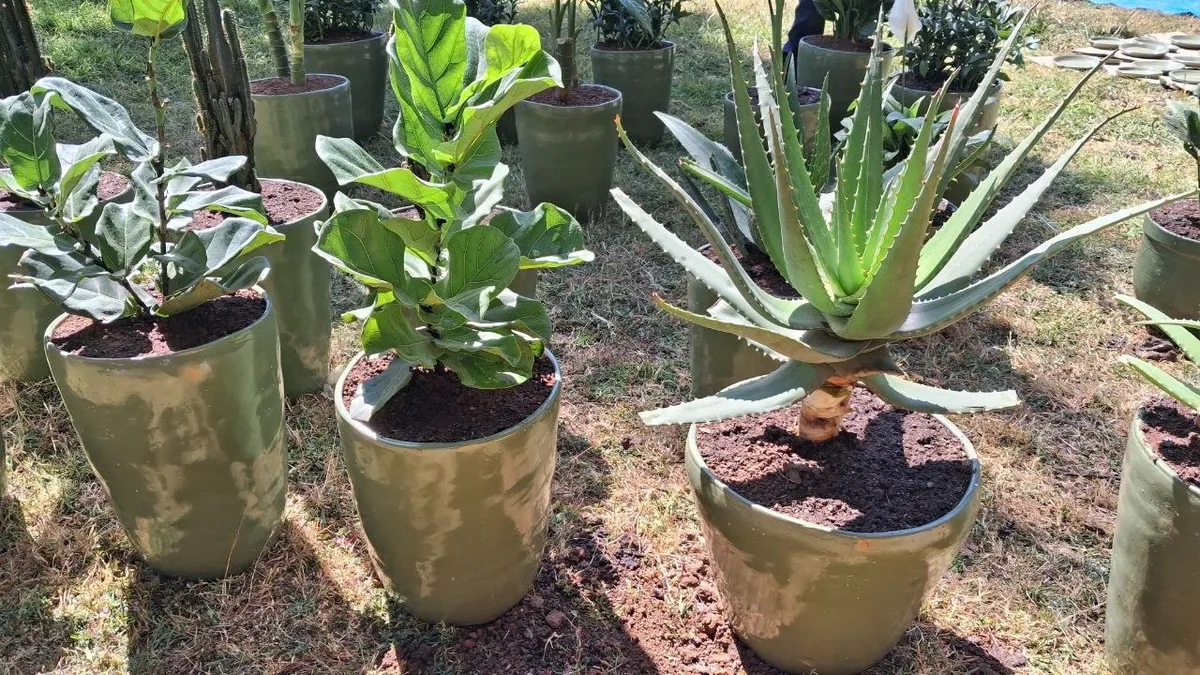 Indoor plants in pots and vases