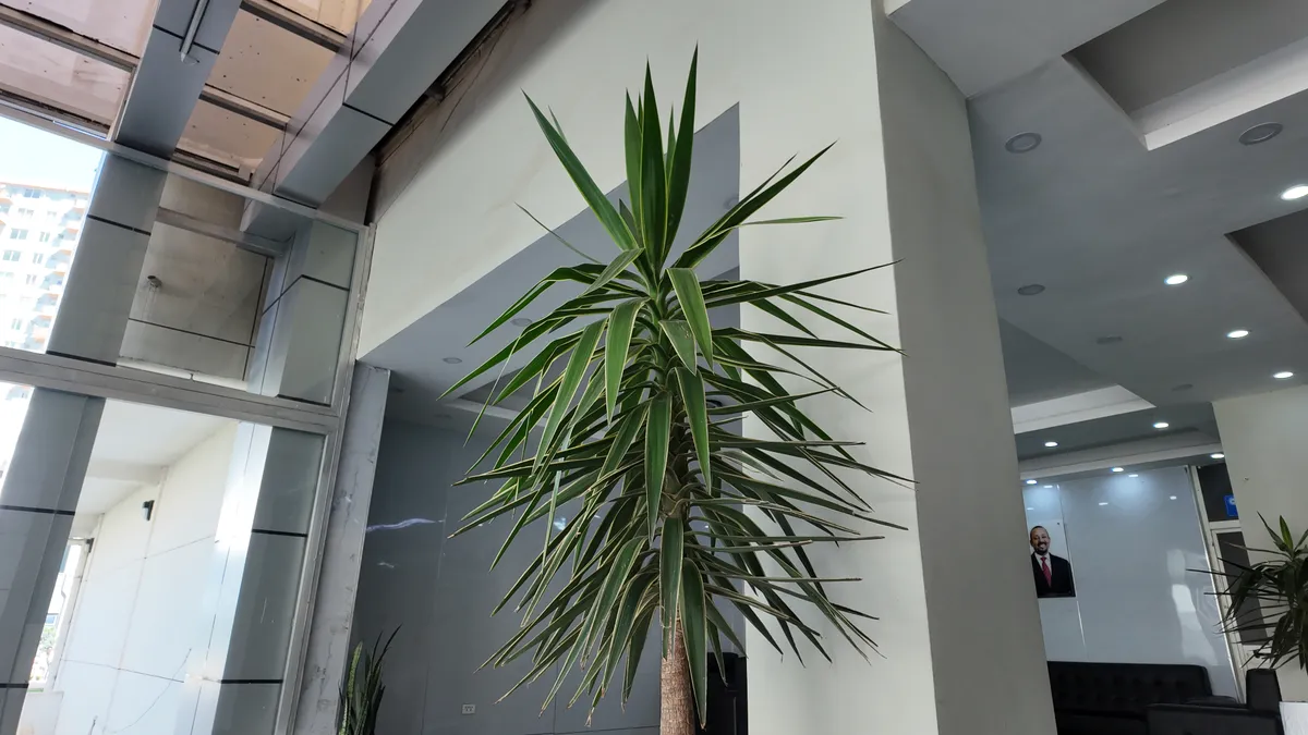 Outdoor planting and landscaping