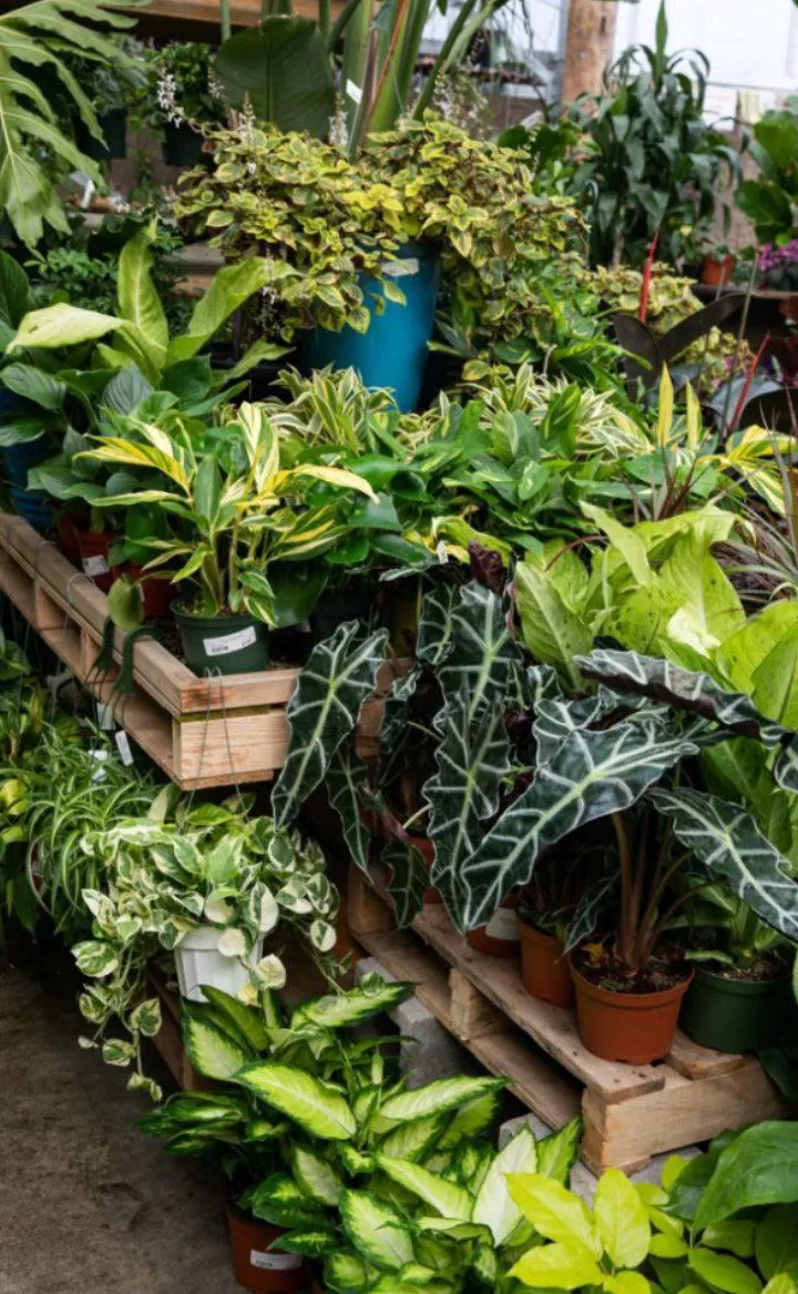 Indoor plants in pots and vases