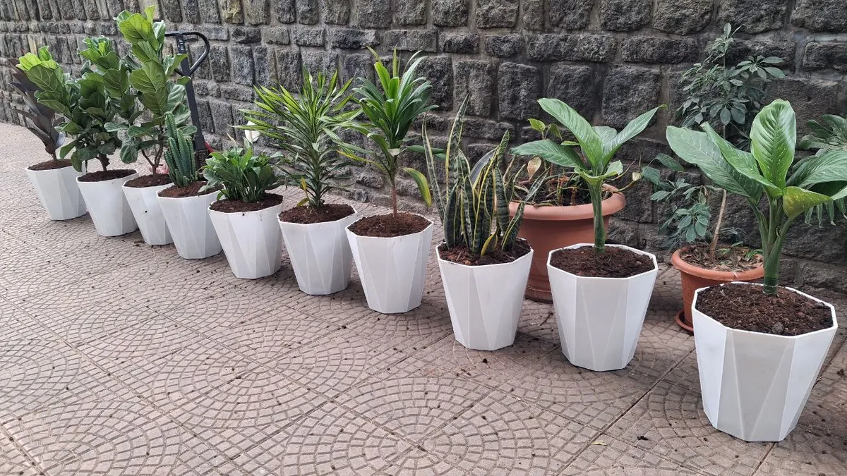 Indoor plants in pots and vases